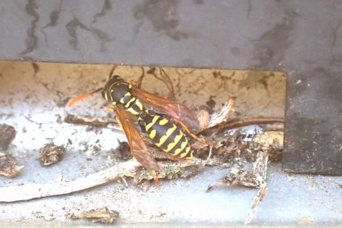 Polistes dominula